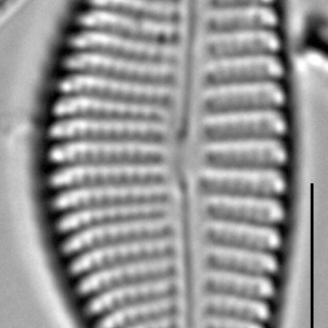 Encyonema auerswaldii LM2