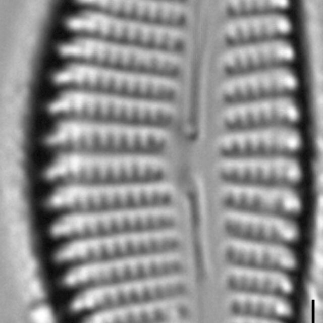 Encyonema auerswaldii LM3