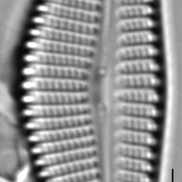 Encyonema auerswaldii LM5