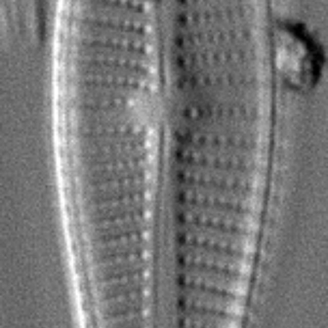 Acuminatumelongatum Wsmith 317002