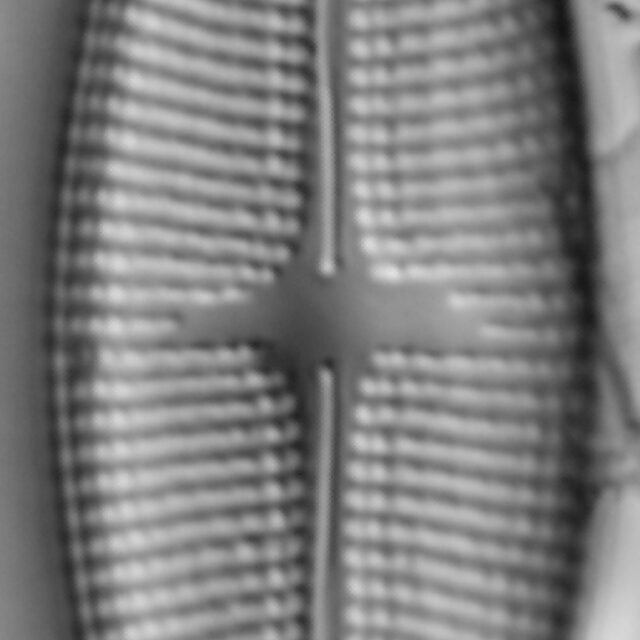 Aneumastus Pseudotuscula LM1