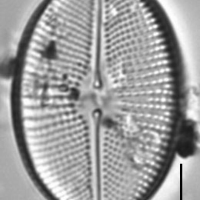 Cosmioneis citriformis LM4