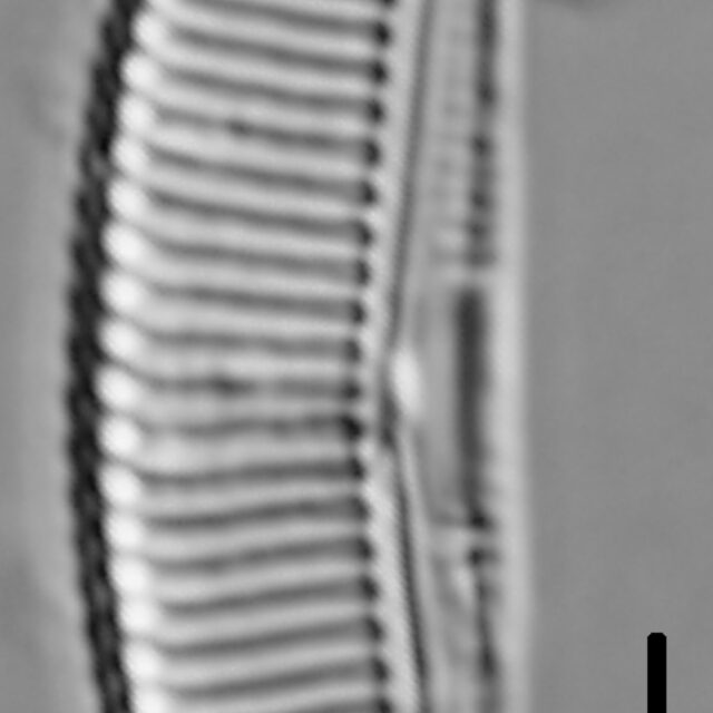 Halamphora coffeaeformis LM1