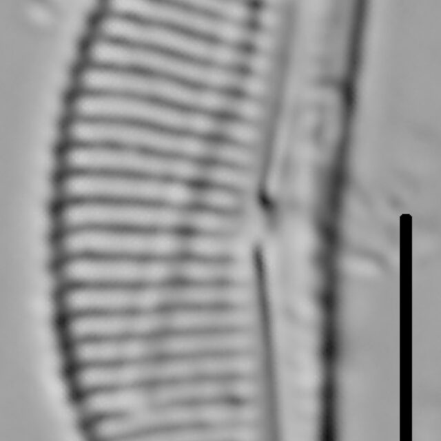 Halamphora coffeaeformis LM4