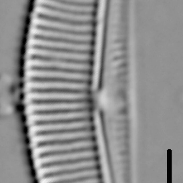 Halamphora coffeaeformis LM5