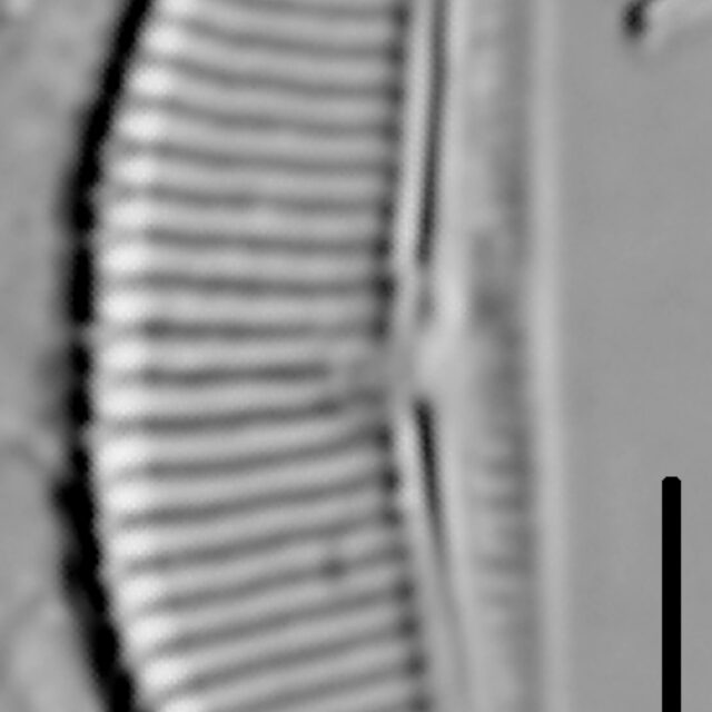 Halamphora coffeaeformis LM7