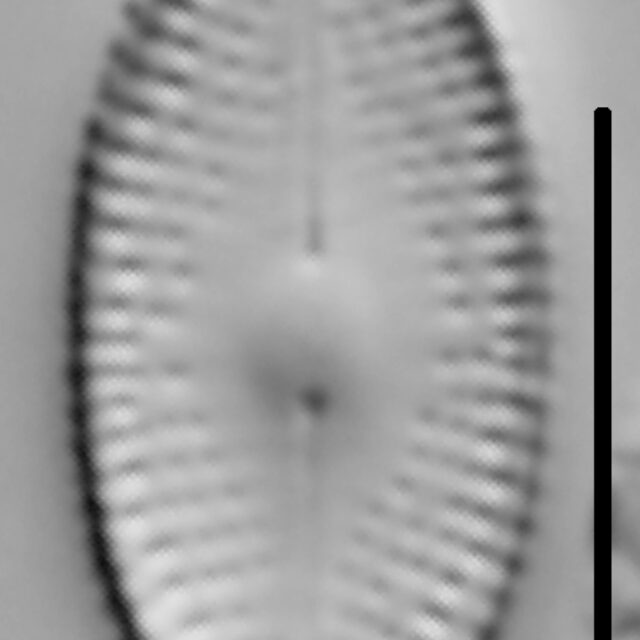 Diadesmis confervacea LM1