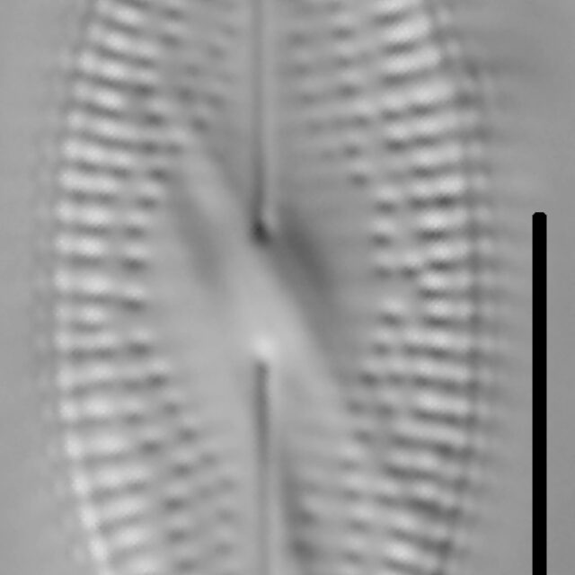 Diadesmis confervacea LM3