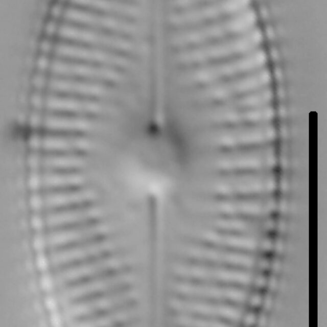 Diadesmis confervacea LM4