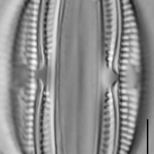 Amphora copulata LM1