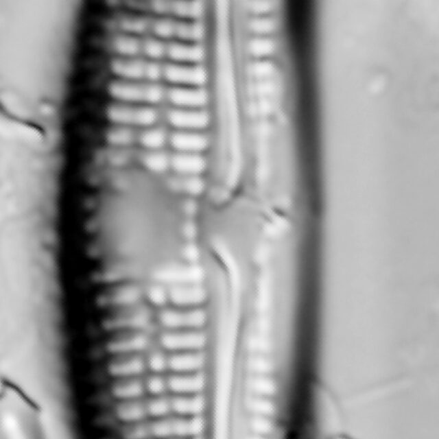 Amphora copulata LM4