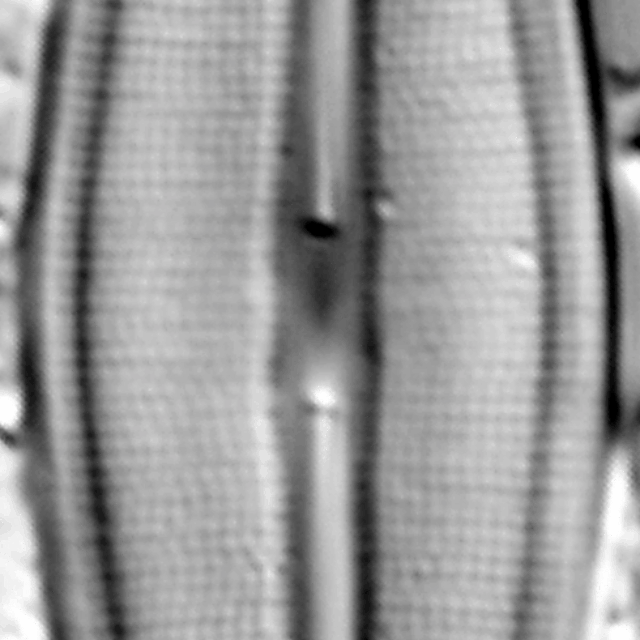 Frustulia crassinverva LM3