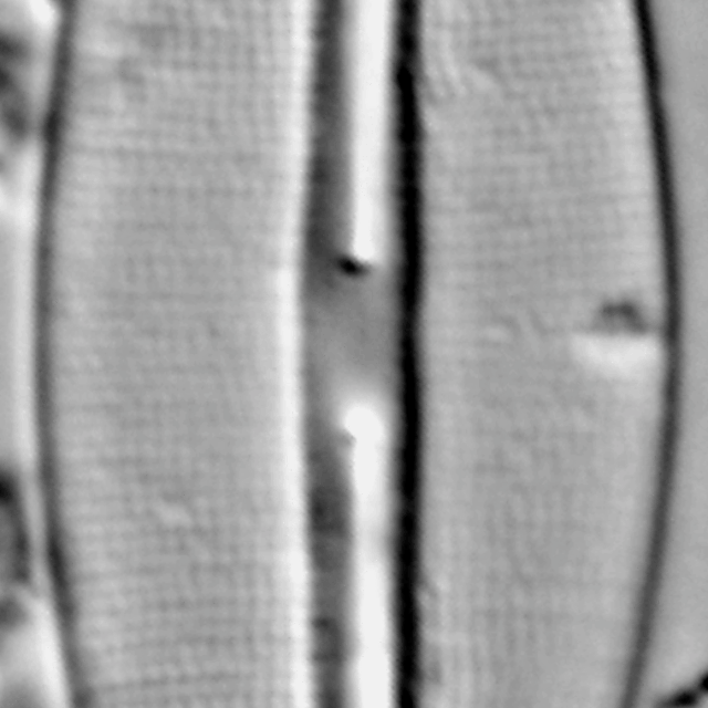 Frustulia crassinverva LM4