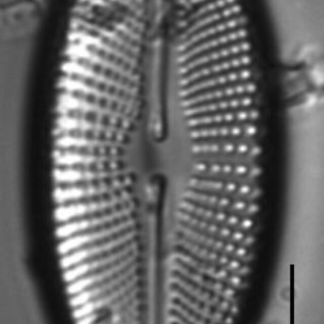 Cosmioneis reimeri LM7