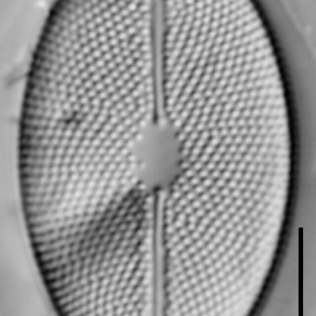 Decussata placentula LM5