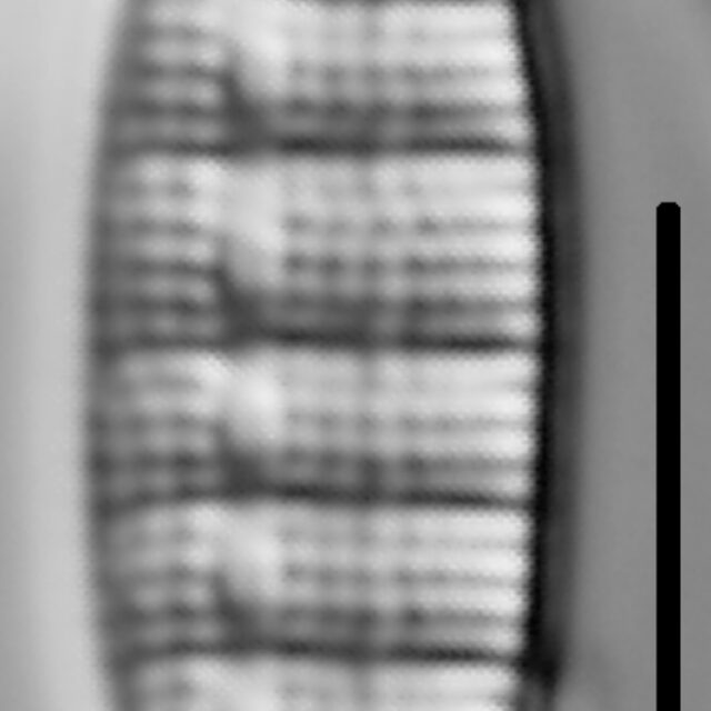 Denticula Tenuis 002