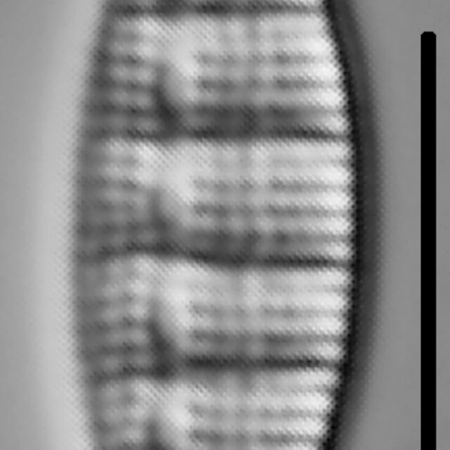 Denticula Tenuis 003