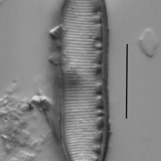 Duplicate Amphioxys  Gc61088  002