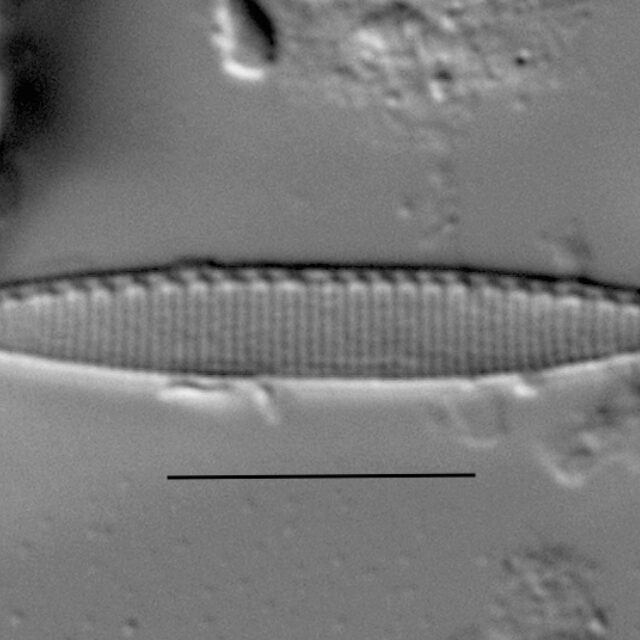 Duplicate Frustulum Gc51122 003