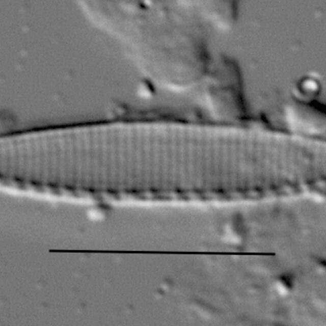 Duplicate Frustulum Gc51122 004