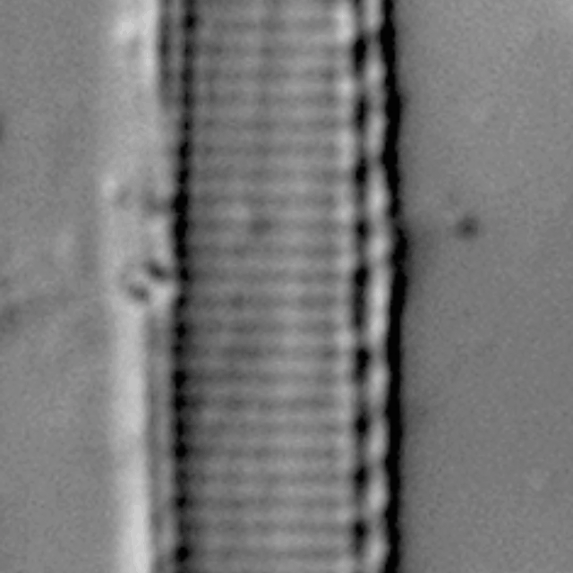 Duplicate Frustulum Gc51122Rev002