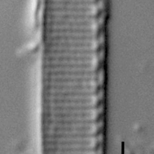 Duplicate Frustulum Gc51122Rev003