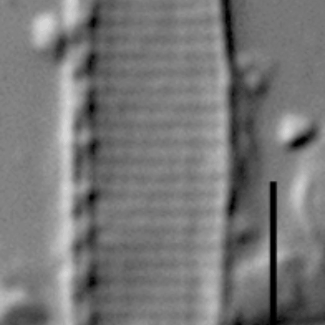 Duplicate Frustulum Gc51122Rev004