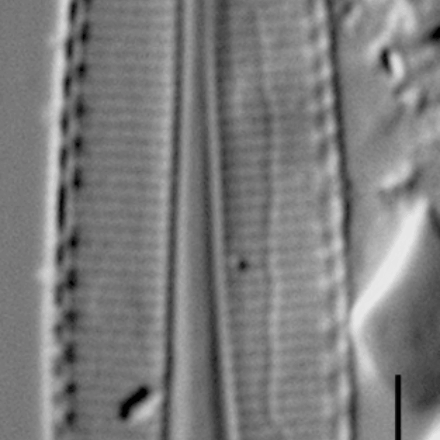 Duplicate Frustulum Gc51122Rev005