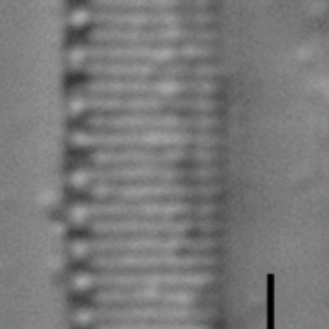 Duplicate Frustulum Gc51122Rev006