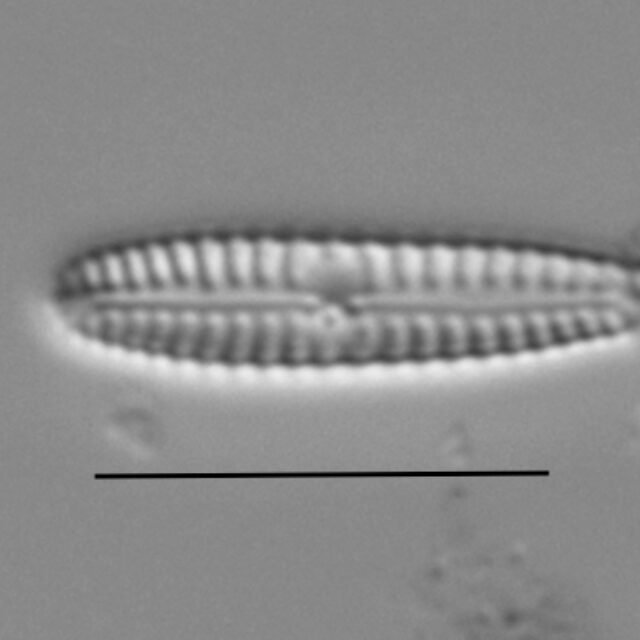 Duplicate Pygmaeum 111316A 003