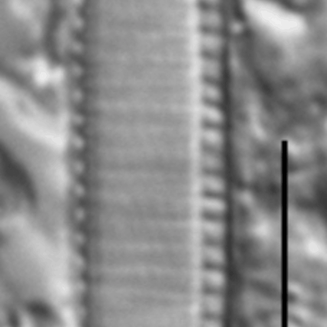 Nitzschia siliqua LM2