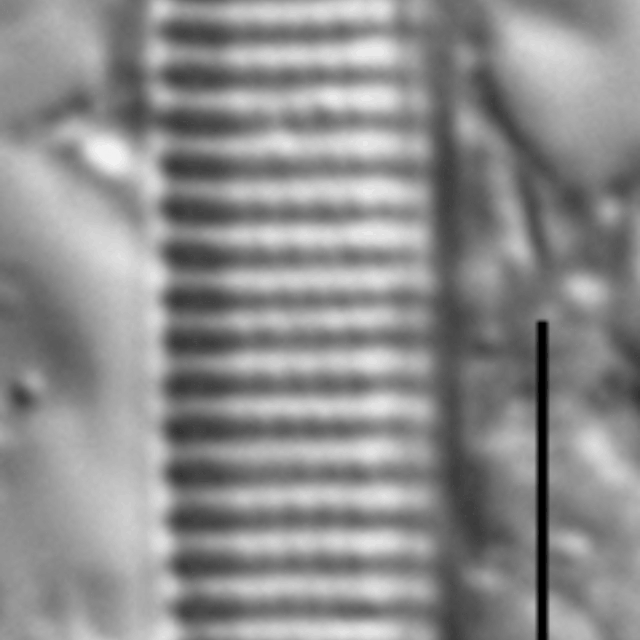 Nitzschia siliqua LM3