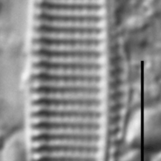 Nitzschia siliqua LM4