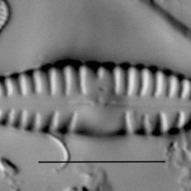 Duplicate Sinuatafantiqua Gc54103 007