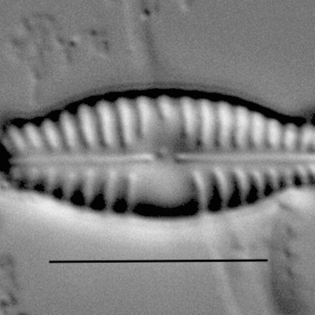 Duplicate Sinuatafantiqua Gc54103 008