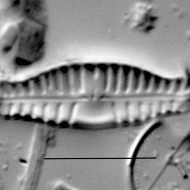 Duplicate Sinuatafantiqua Gc54103 012