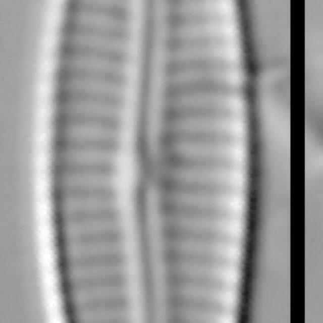 Encyonemopsis Subminuta 003