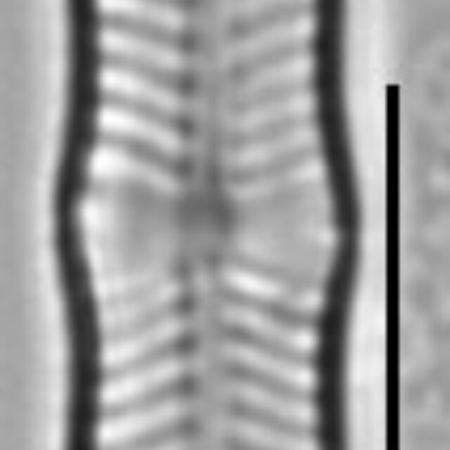 Geissleria ignota LM5