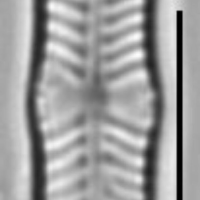 Geissleria ignota LM6