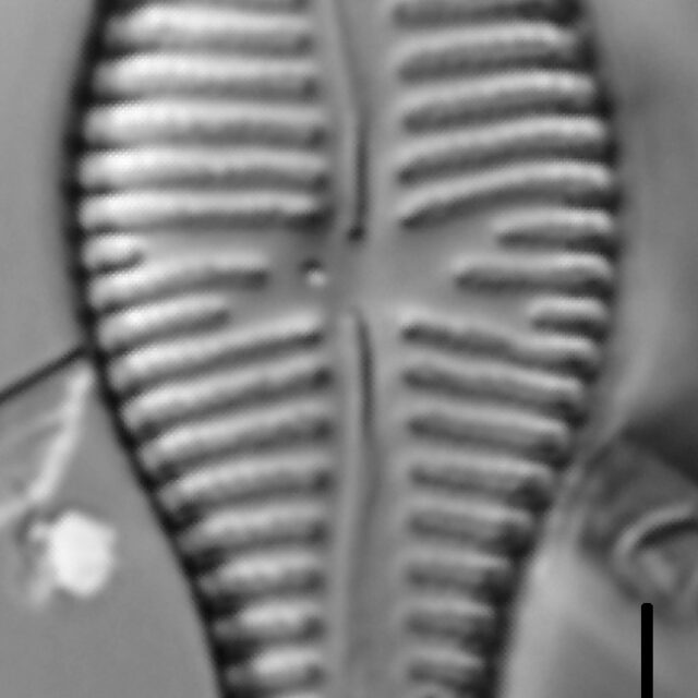 Gomphonema sp. LM1