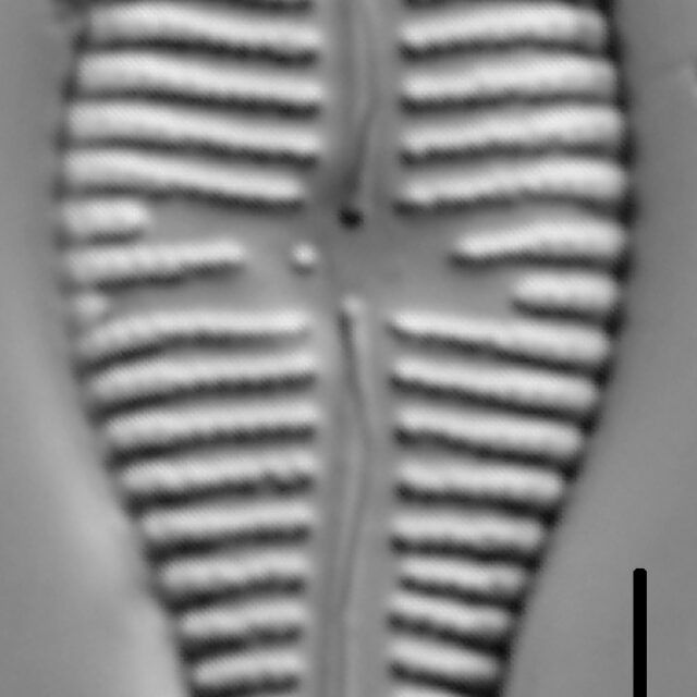 Gomphonema sp. LM4