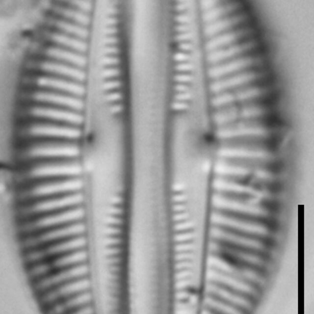 Halamphora latecostata LM7