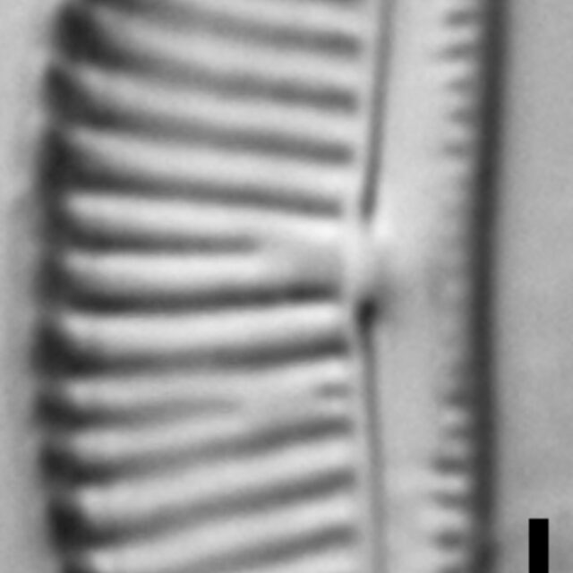 Halamphora latecostata LM5