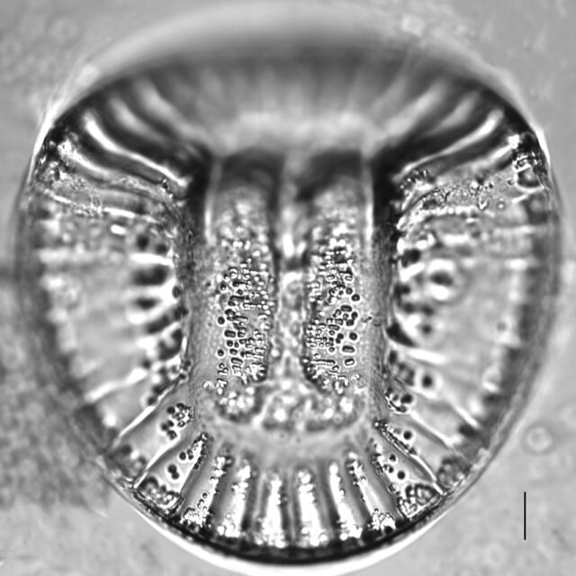 Campylodiscus clypeus_LM5