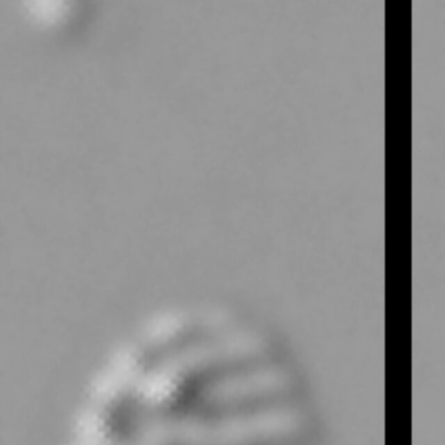 Nitzschia soratensis LM4