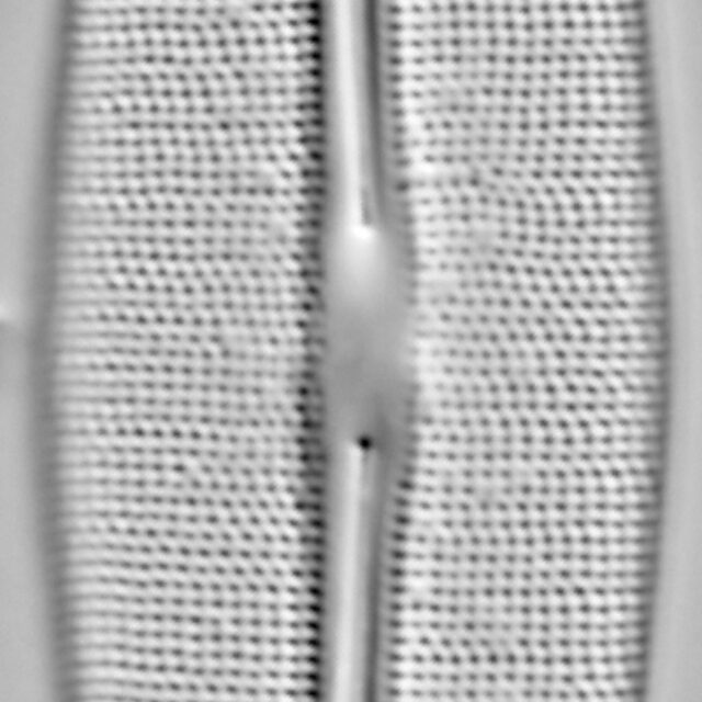 Frustulia incluta LM2