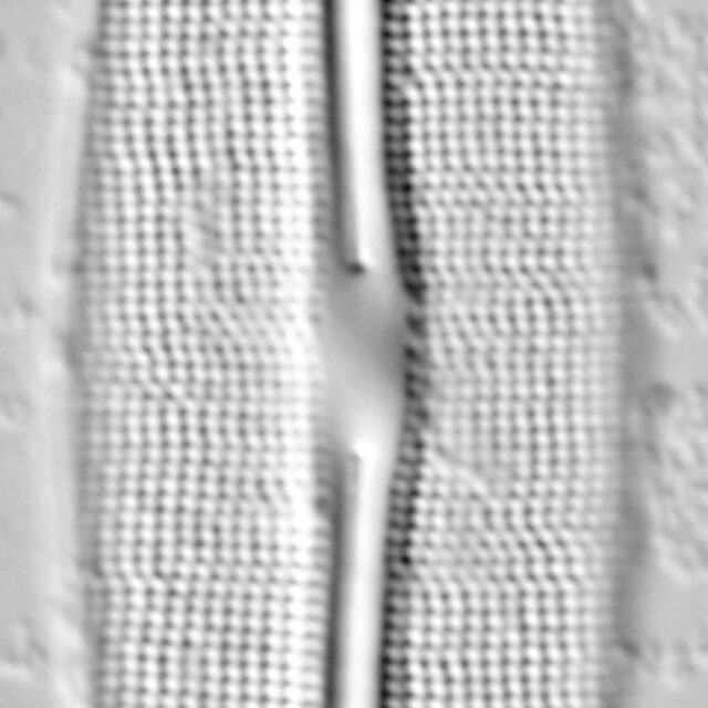 Frustulia incluta LM3