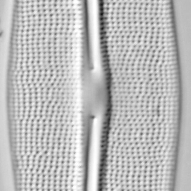 Frustulia incluta LM4