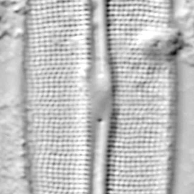 Frustulia incluta LM5