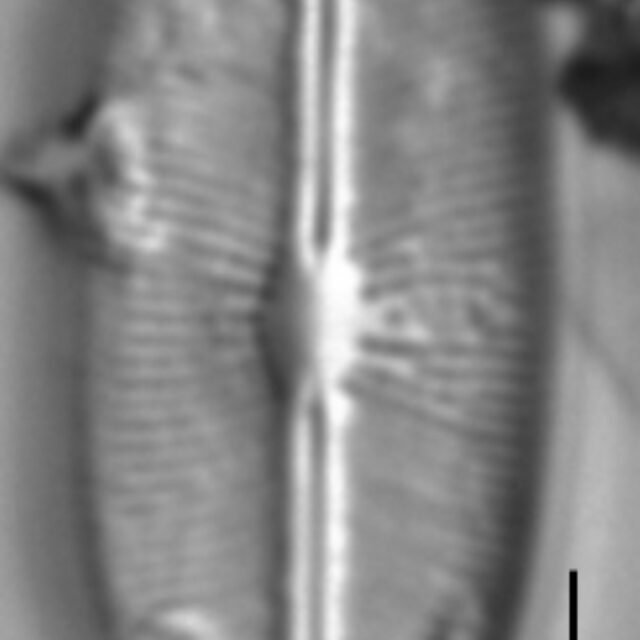 Cavinula cocconeiformis LM7